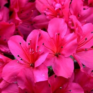 Meet your Posher, Fabi